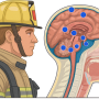 Illustration executed by MS CoPilot, based on this Creative Commons image on Wikipedia: https://commons.wikimedia.org/wiki/File:Brain_Cancer_Regions.png